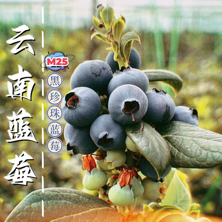 云南露天新鲜蓝莓500g 抚仙湖畔 公爵品种 脆甜带微酸 孕妇水果