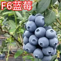 F6蓝莓树果苗南北方庭院特大蓝莓树苗盆栽蓝莓嫁接苗大果当年结果