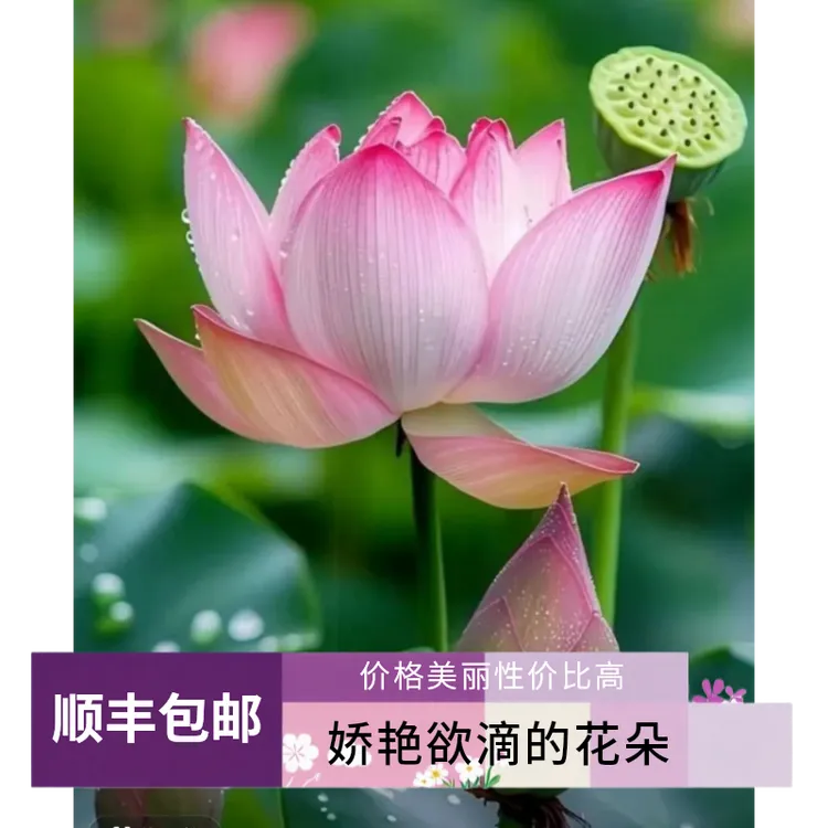 顺丰包邮新鲜荷花供佛酒店办公花苞现采现发真花