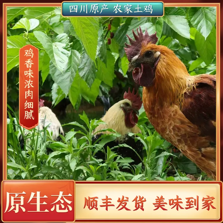 德昌正宗农家放养走地鸡不喂饲料新鲜土鸡肉 现宰现发1.5斤/4斤装