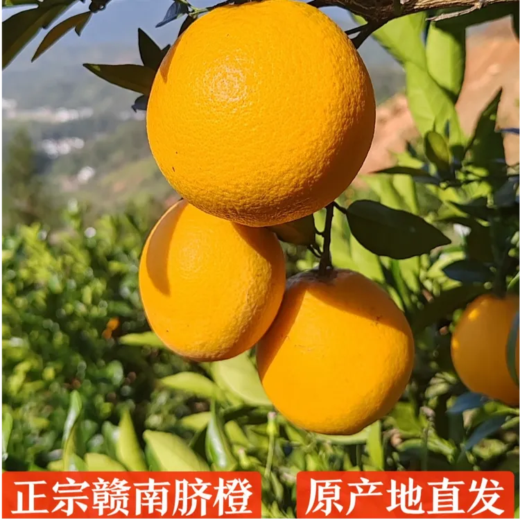 热卖-赣南脐橙新鲜采摘产地直发自然成熟水嫩多汁香甜纽荷尔脐橙