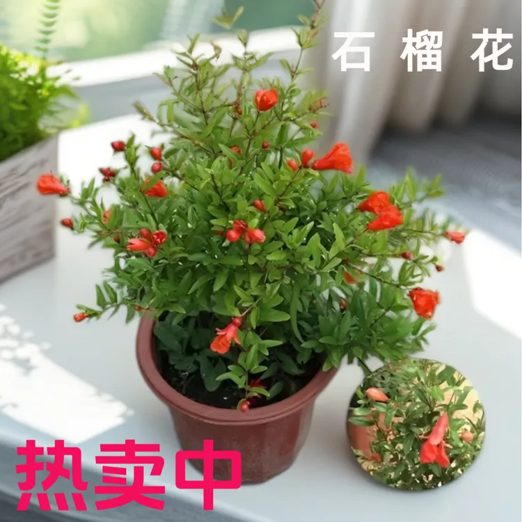 潮汕石榴花带花苞盆栽四季开花盆栽适合室内外观赏的花卉绿植喜庆
