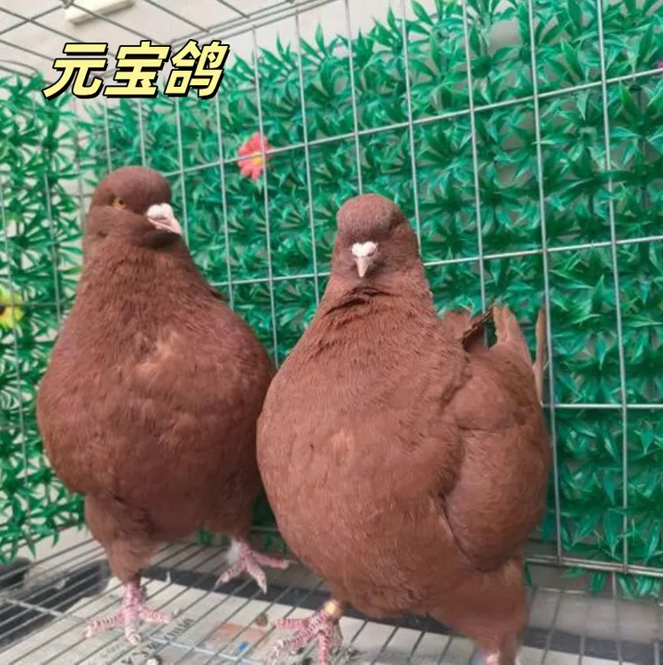 纯种元宝鸽大体正宗活体元宝鸽巨型种鸽一公一母青年鸽观赏鸽草窝