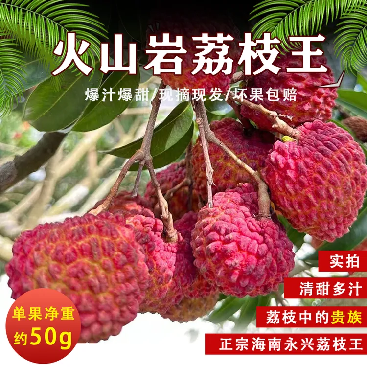 【现摘现发】火山岩荔枝王海南荔枝超大甜荔枝空运包邮新鲜水果