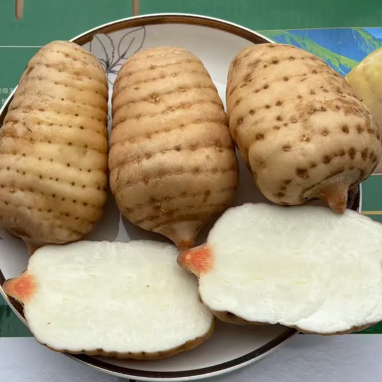 2025昭通直发昭通新鲜天麻云南仿野生种植小草坝现挖鲜天麻