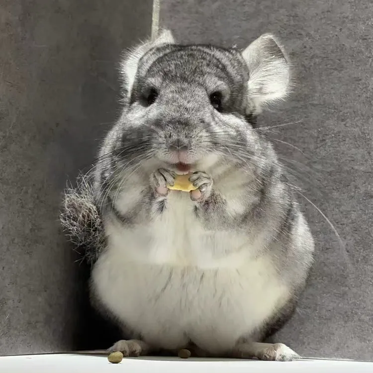 短毛/携长标灰宠物龙猫活体