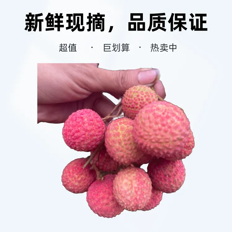 广东茂名高州荔枝王“桂味”荔枝果园现摘现发当季新鲜水果顺丰冷链