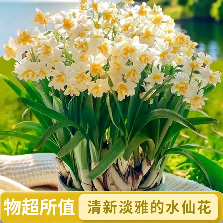 重瓣水仙花种球水养盆栽秋冬开花室内好养花卉绿植