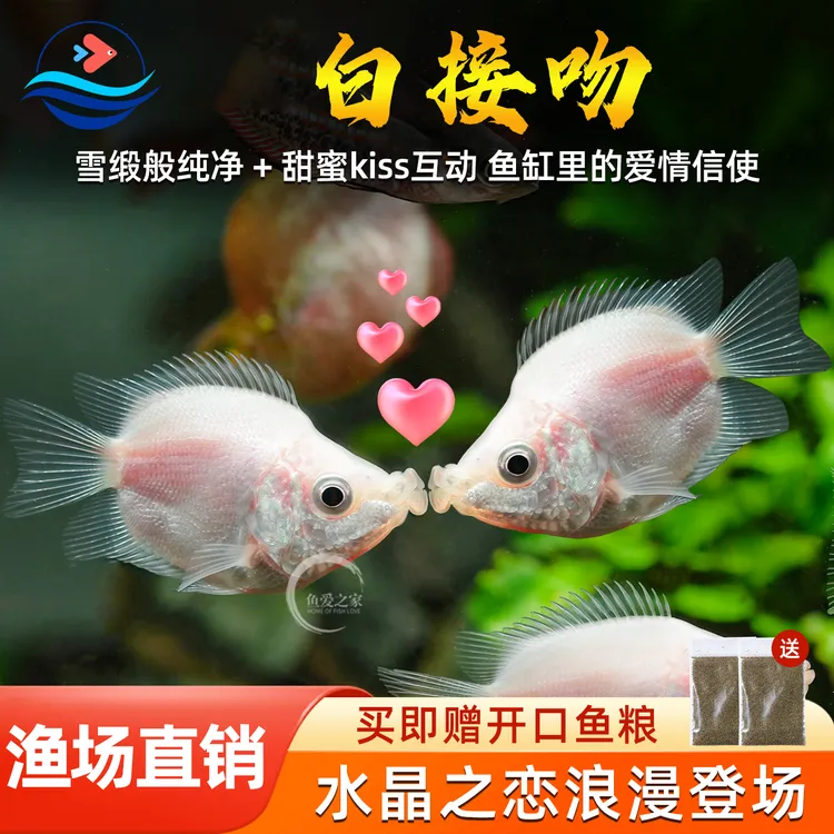 接吻鱼热带观赏鱼淡水活体鱼苗混养耐活小型热带鱼亲嘴鱼宠物小鱼
