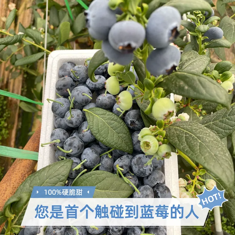 【买一送一】800g云南带枝蓝莓 抚仙湖畔现摘脆 甜带微酸 孕妇水果