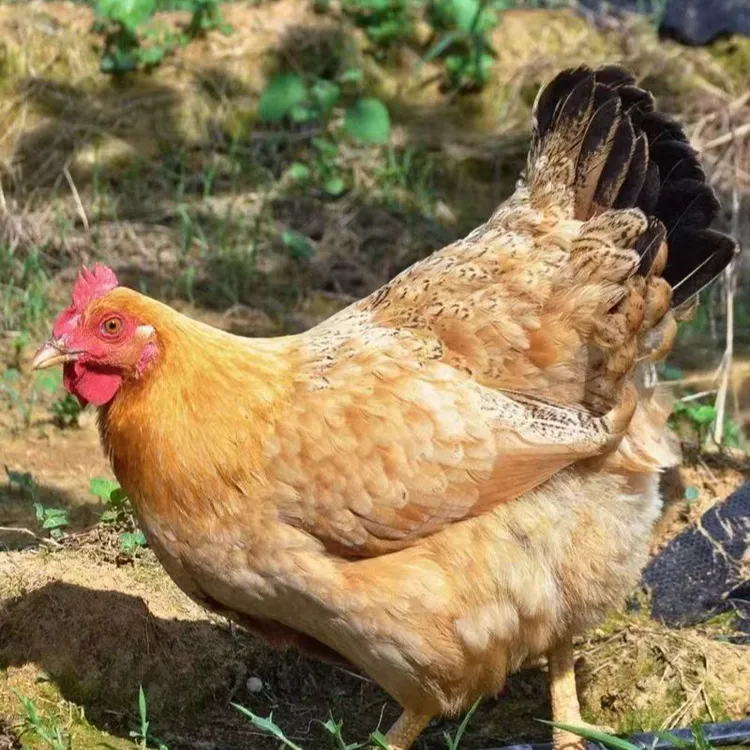 【大勇专属】东北农村新鲜2年老母鸡现杀现卖顺丰冷链包邮