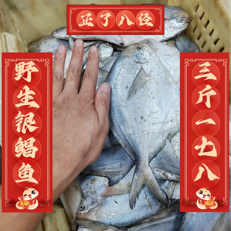 大连当地野生渤海湾银鲳鱼