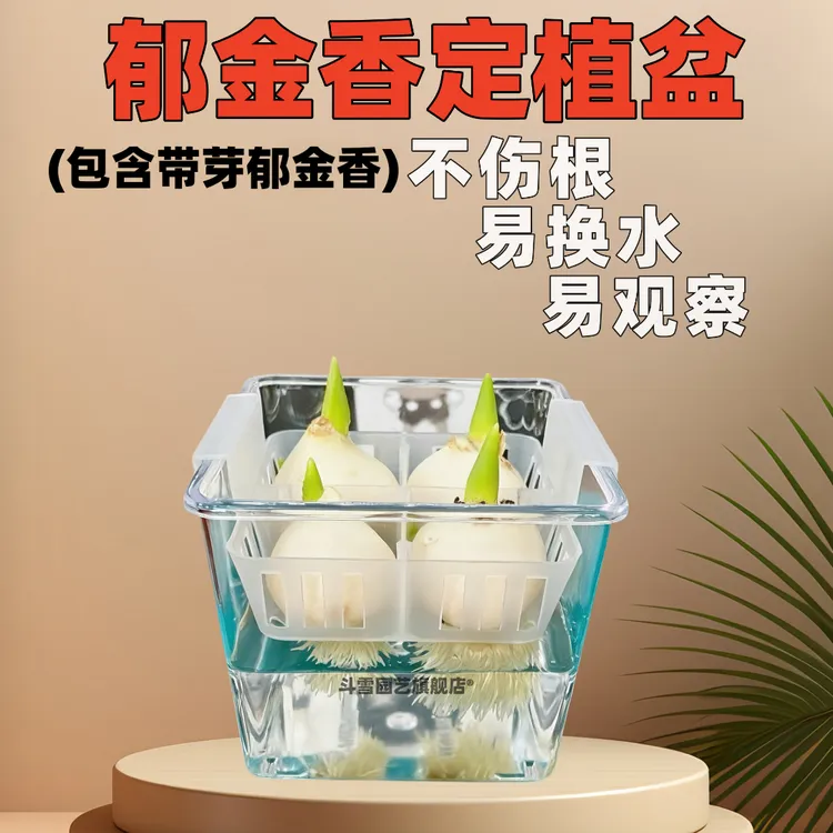 水培郁金香种球五度球荷兰进口土培水培耐寒盆栽种子水培植物阳台