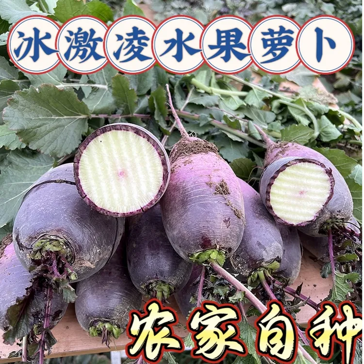 [冰淇淋水果萝卜]生吃紫皮冰淇淋水果萝卜甜口脆口农家现挖现发