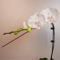 悠花里蝴蝶兰(3.0寸)【月光宝盒】带花带花苞发货