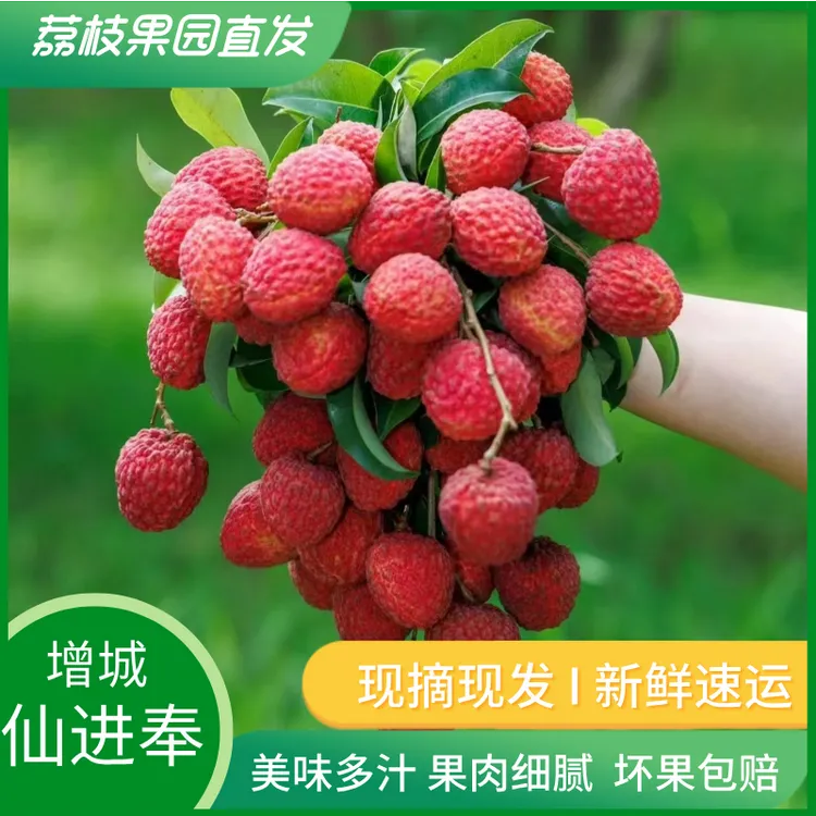 空运包邮广州增城老树仙进奉荔枝新鲜现摘水果当天发货现摘孕妇