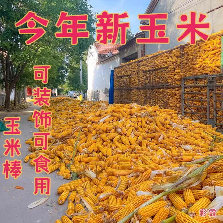 【新品】农家玉米棒晒干整根宠物口粮磨牙喂鸡鸭鹅玉米棒玉米粒批发