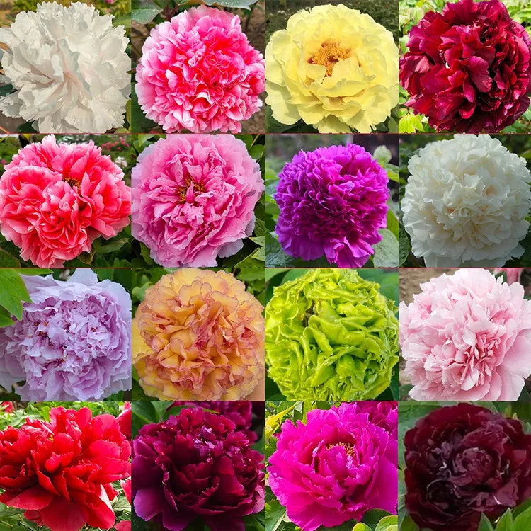 拍5送1牡丹花苗洛阳重瓣牡丹花苗