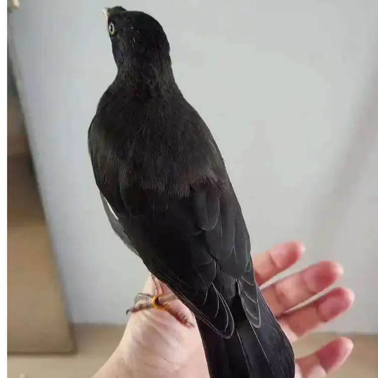 八哥只包运输风险包活不包饲养风险