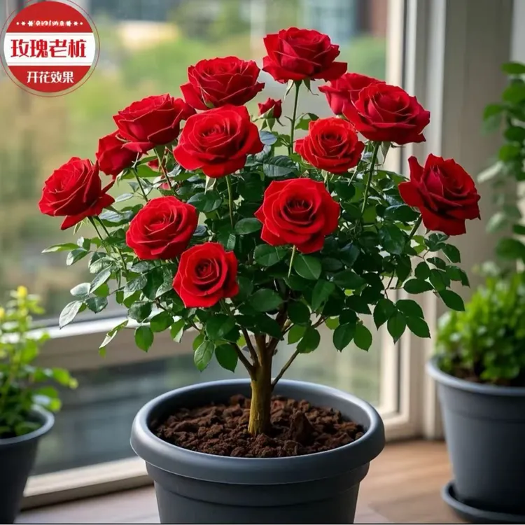 全国包邮-  2棵四季循环开花高端云南浓香型玫瑰老桩盆栽花卉精选