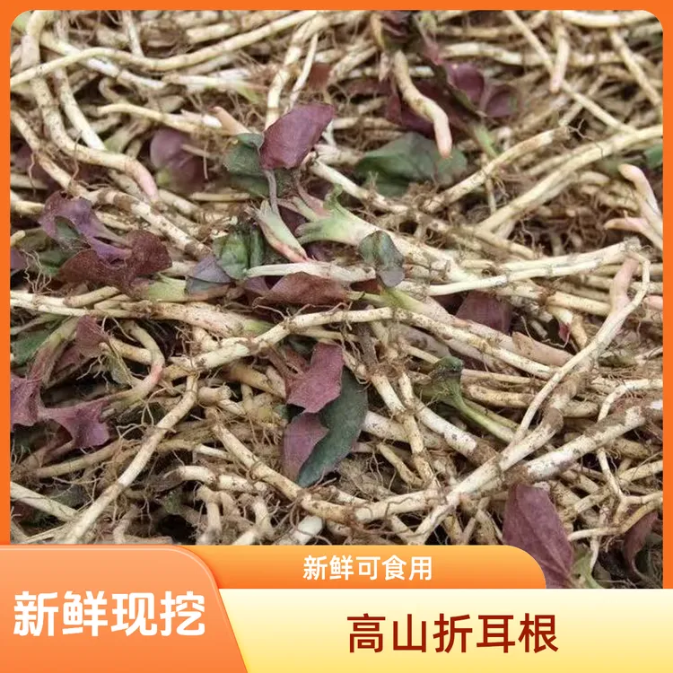 贵州高山种植新鲜现挖折耳根可凉拌食用