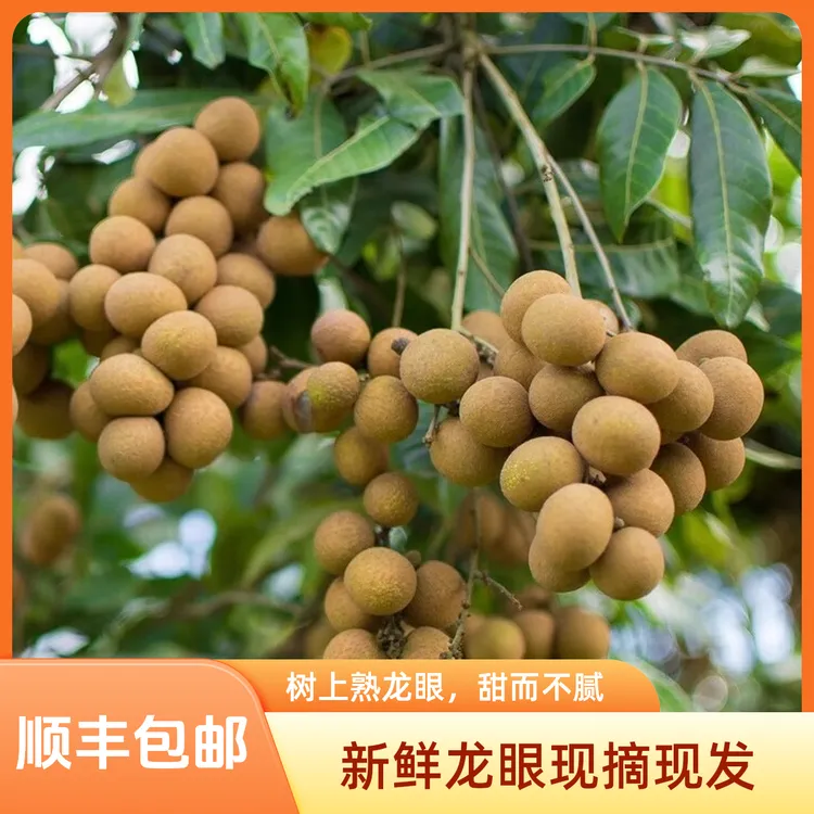 【顺丰包邮】广西平南石硖龙眼现摘当季脆甜饱满地理标志性农产品