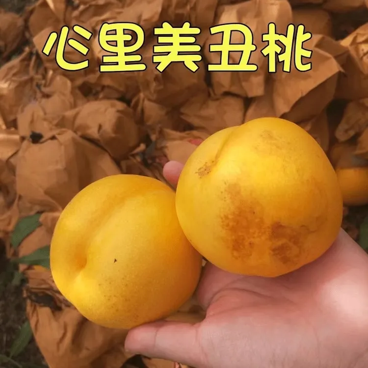 【顺丰/京东快递】于胖子 丑油桃 风味更足 4.5-5斤装