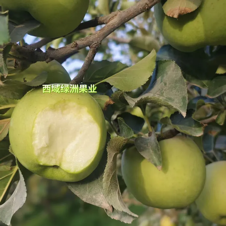 新疆阿克苏王林丑苹果瑕疵果口感脆甜低价特惠
