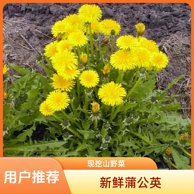 《彩彩野》新鲜蒲公英婆婆丁蘸酱现挖苦菜小菜应季蔬菜蒲公英山野菜