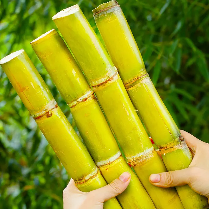 云南新鲜甘蔗现砍现发脆甜多汁当季水果精选中段品质好