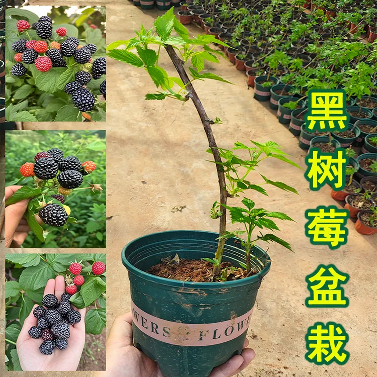 黑树莓树苗【盆栽带叶带土】新品种水果树苗果树树苗盆栽室内水果苗