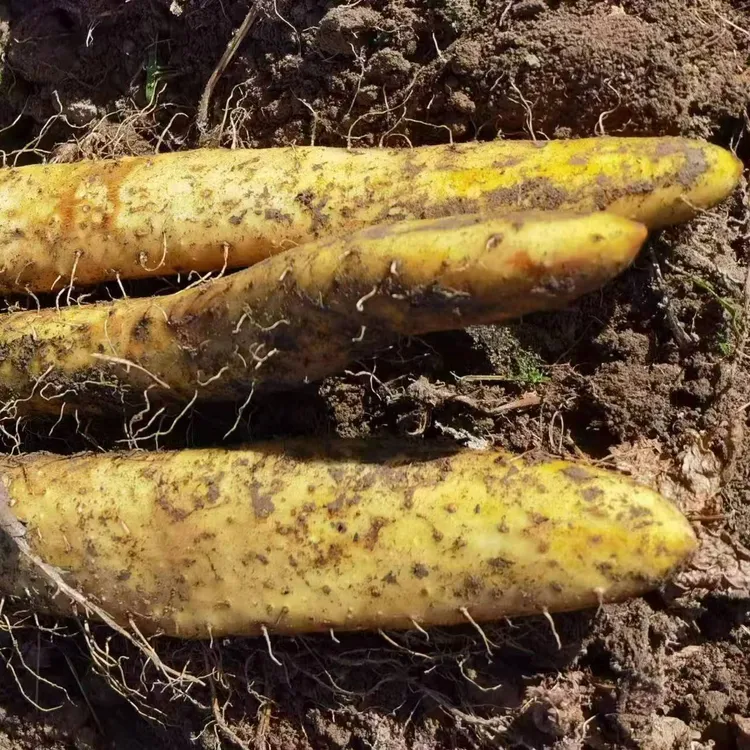 四川省宝兴县高海拔云端糯山药