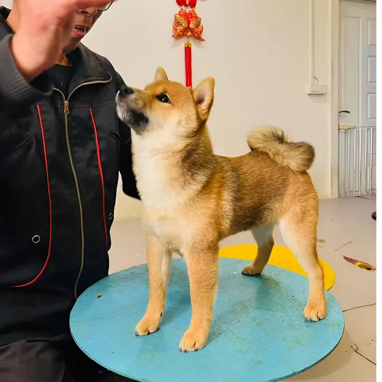 D21豆柴宠物狗小不点儿子