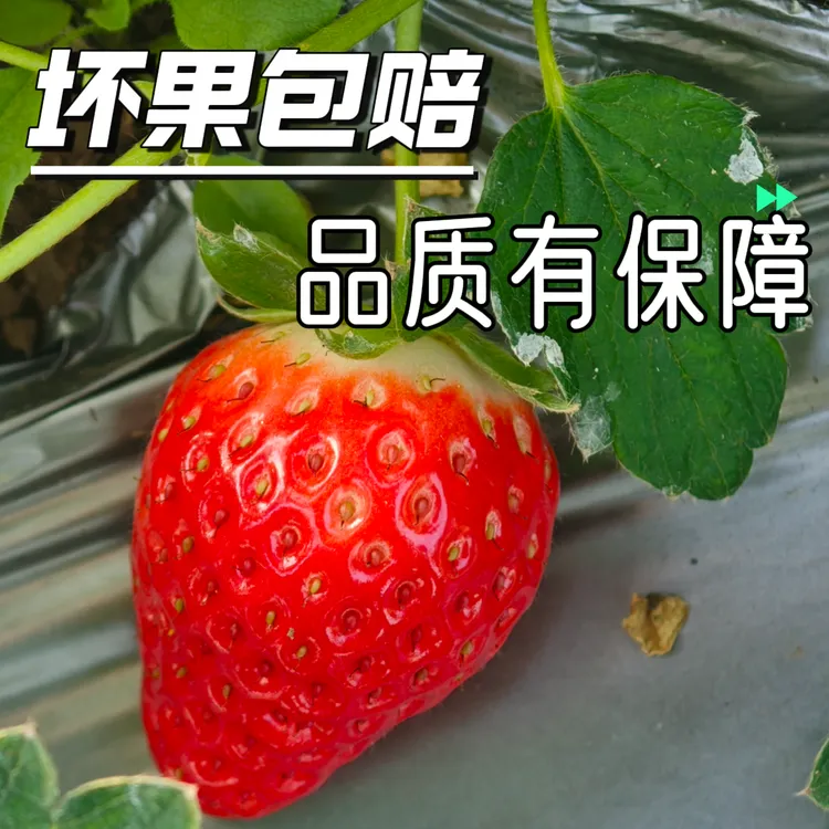 济鲜森济南草莓基地新鲜现摘爆汁酸甜适口儿童孕妇可食京东包邮