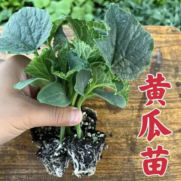 蔬菜苗黄瓜苗四季阳台密刺黄瓜苗水果黄瓜苗