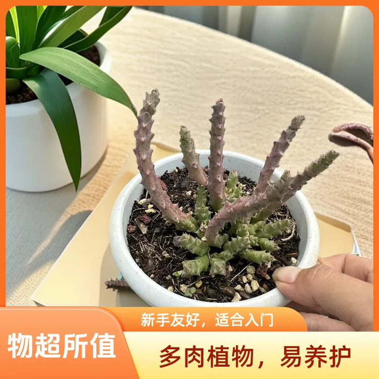  稀有姬龙角多肉植物特好养新手乱入好活类型 可爱萌趣味出色红色
