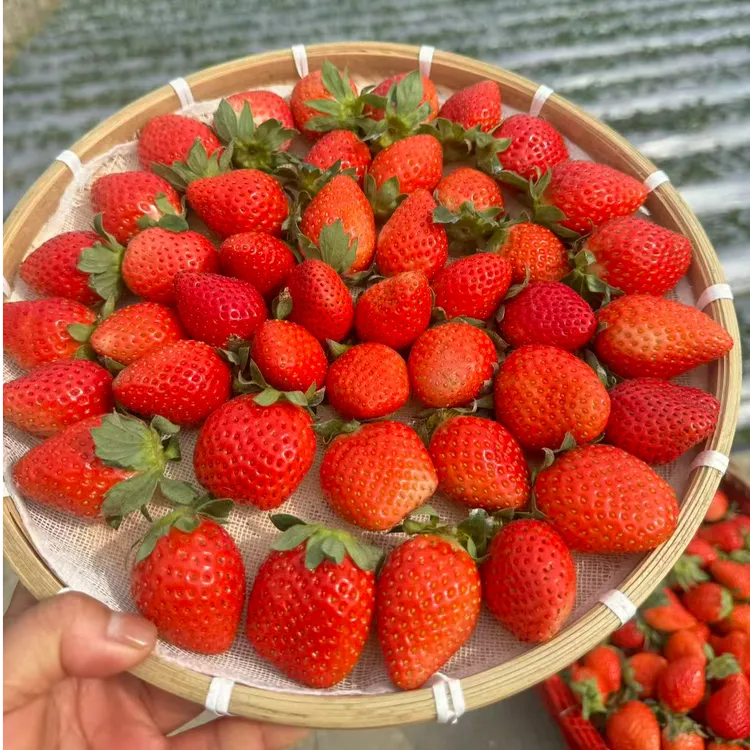 (顺丰空运)攀枝花牛奶草莓/隋珠草莓8-9成熟露天种植现摘现发 甜