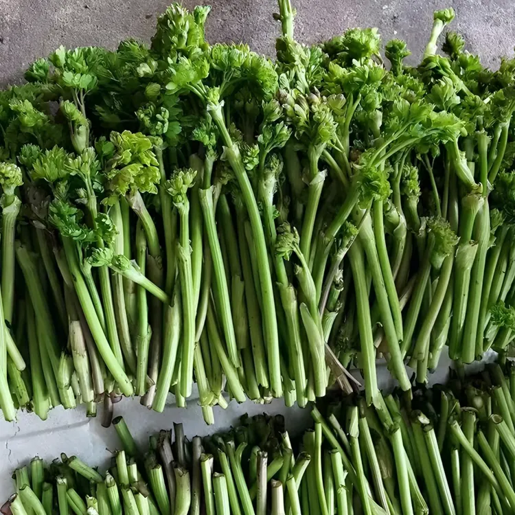 【猫爪蕨菜种子】蕨菜猫爪菜拳头菜如意菜猫爪菜盆栽地栽