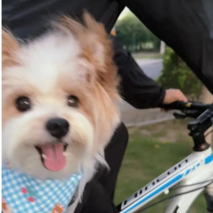 喜崽宠物活体定金预约链接