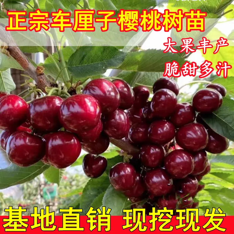 【正宗车厘子树苗】嫁接车厘子苗樱桃苗南北方盆栽地栽室内外果树苗商品图
