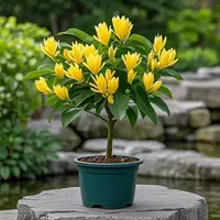 棒棒糖型白兰花盆栽室内外庭院绿植四季开花好养易活驱蚊花卉植物