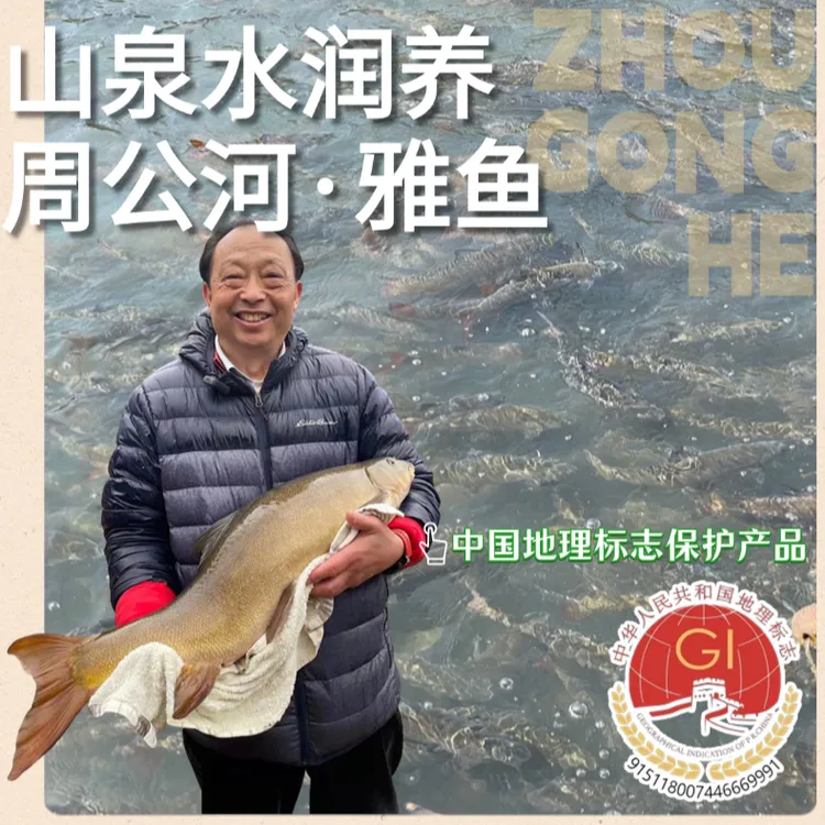 鲜活雅鱼【1-3斤】生鲜 雅安特产 中国地理标志产品 细鳞鱼冷水鱼