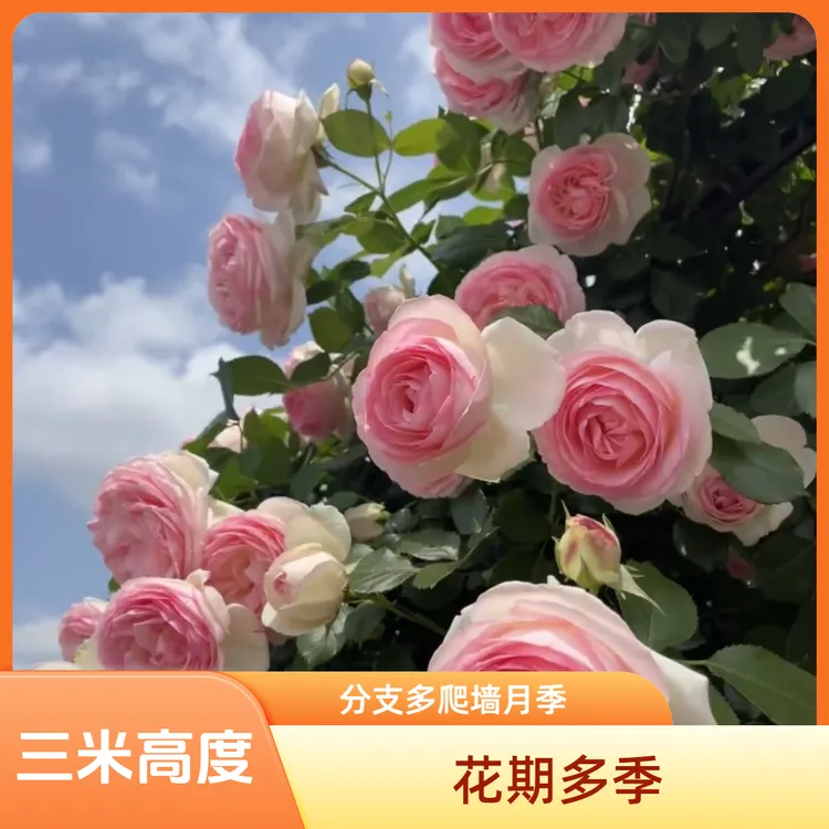 三米高度母本爬藤月季大苗花期多季节重复开花分支多爬墙月季花