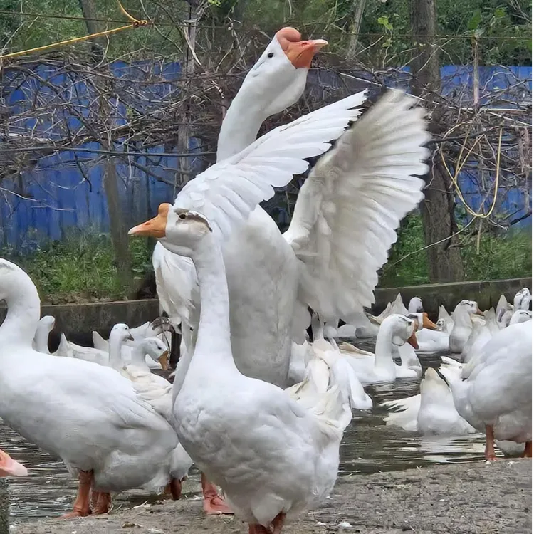 农村散养大鹅顺丰包邮现杀大鹅鲜活到家