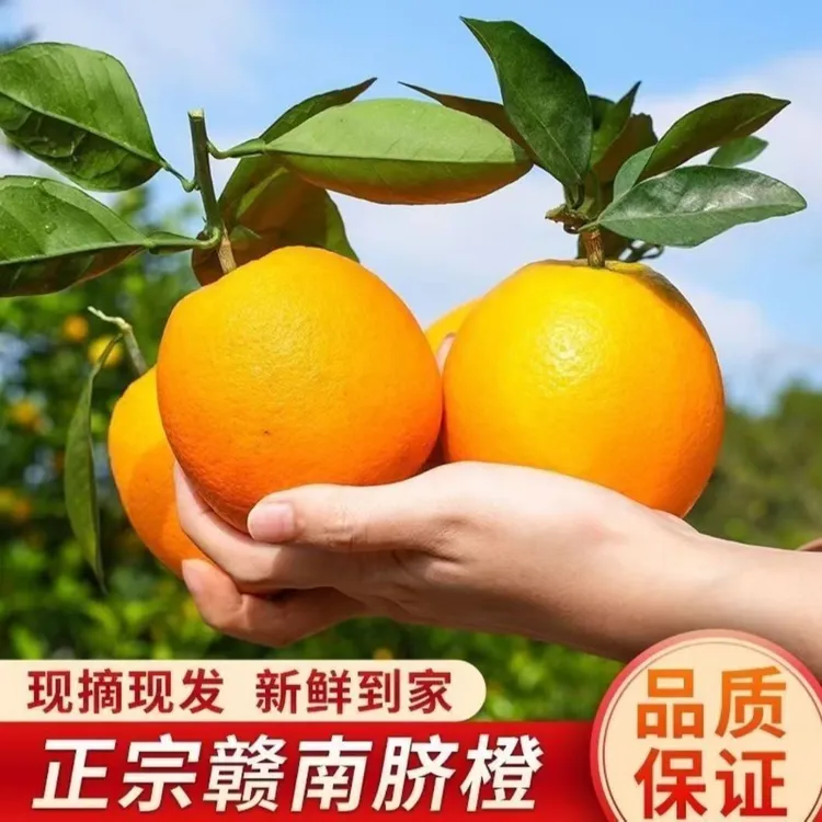 江西正宗赣县赣南脐橙新鲜应季水果产地直发果肉香甜多汁现摘现发