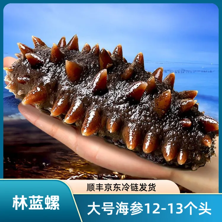林蓝螺正宗大连即食优质海参 营养滋补12到14头1斤口感劲道z