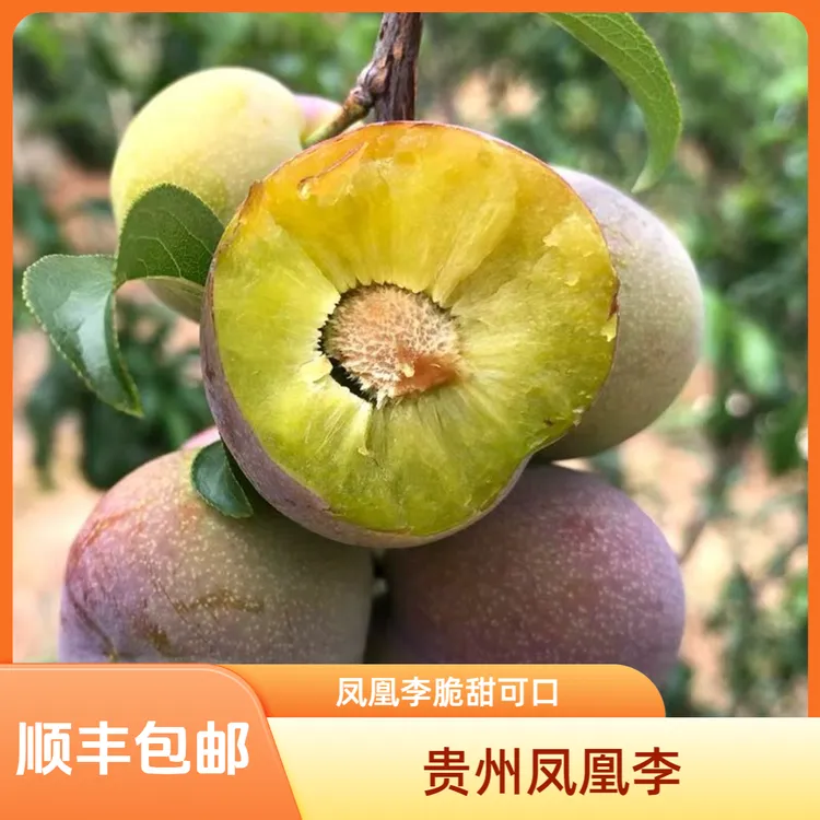 贵州凤凰李脱骨李子脆甜好吃现摘现发顺丰包邮