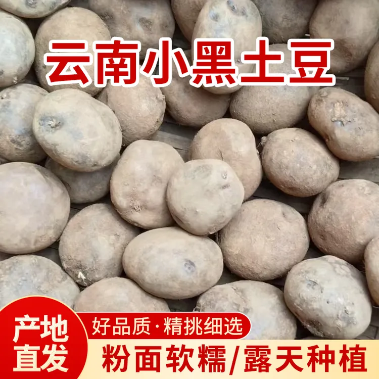 【土豆推荐】云南高山种植当季营养小黑土豆有机肥绿色种植粉糯粘牙