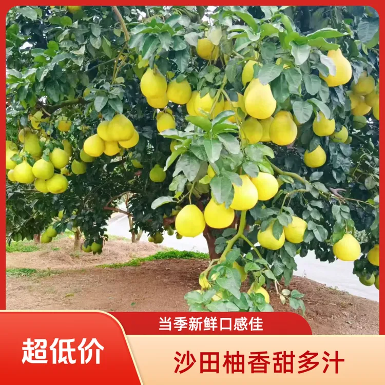 （外省）正宗梅州沙田柚新鲜多汁香甜可口当季水果高山老树果
