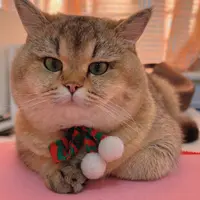 礼物商店 宠物围巾！（非主图猫咪带的那个）